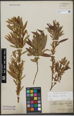 Foto von Salix triandra L. x Salix viminalis L.